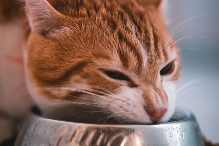 Ginger cat eating from a metal bowl