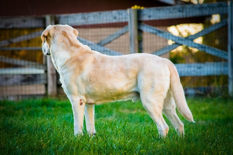 Yellow Labrador standing side on in the grass