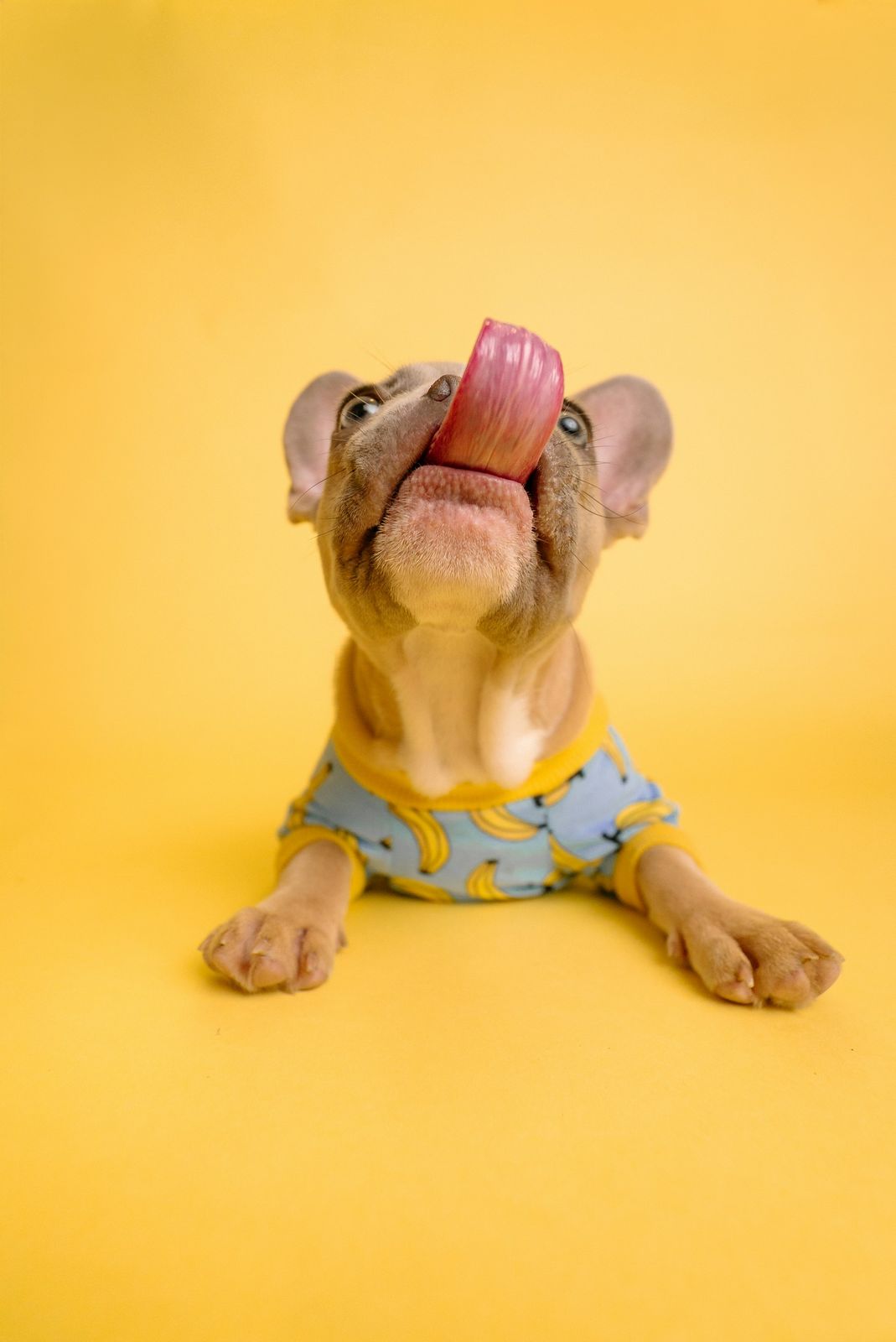 French bulldog licking its lips on a yellow background