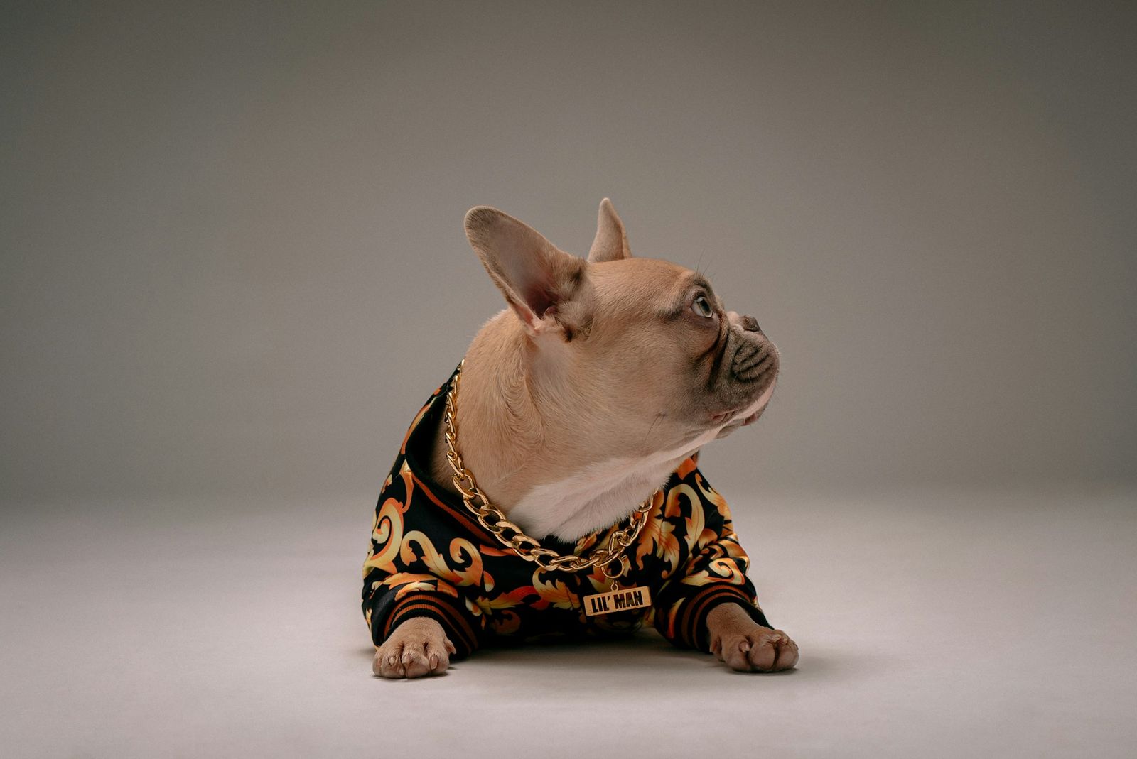 French bulldog in a leopard print coat looking to the side
