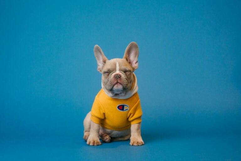 French bulldog in a yellow shirt on a blue background
