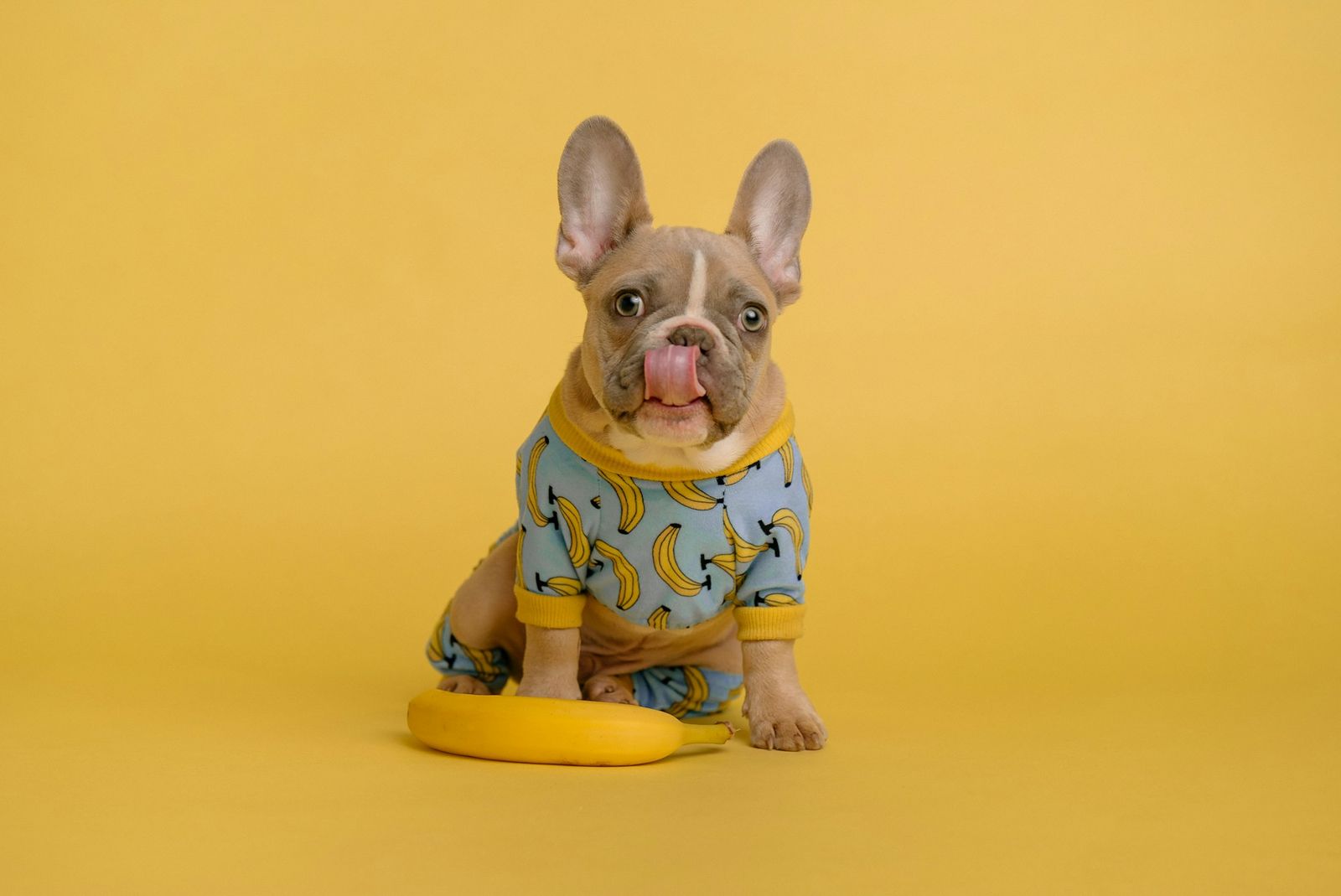 French bulldog puppy in banana pyjamas on a yellow background
