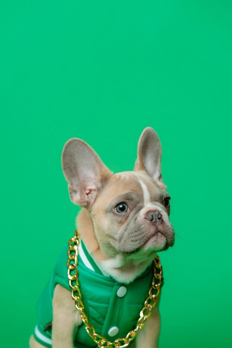 French bulldog in a green vest against a green background