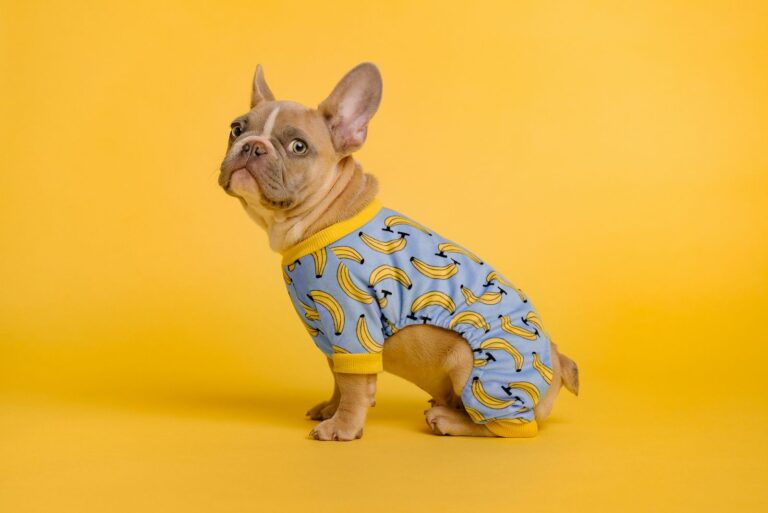 Small dog in blue and yellow pyjamas