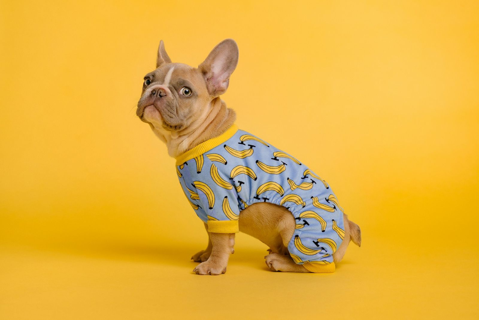 French bulldog in blue and yellow pyjamas sitting on a yellow background