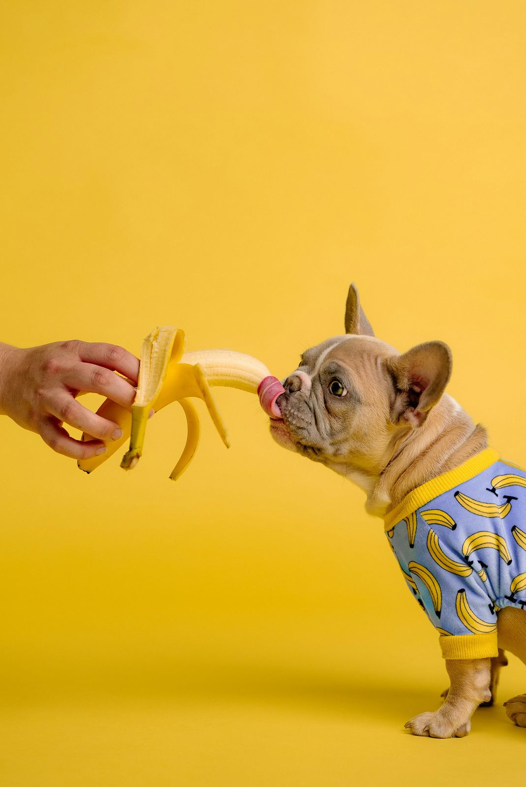 French bulldog taking a bite of banana from a hand on a yellow background