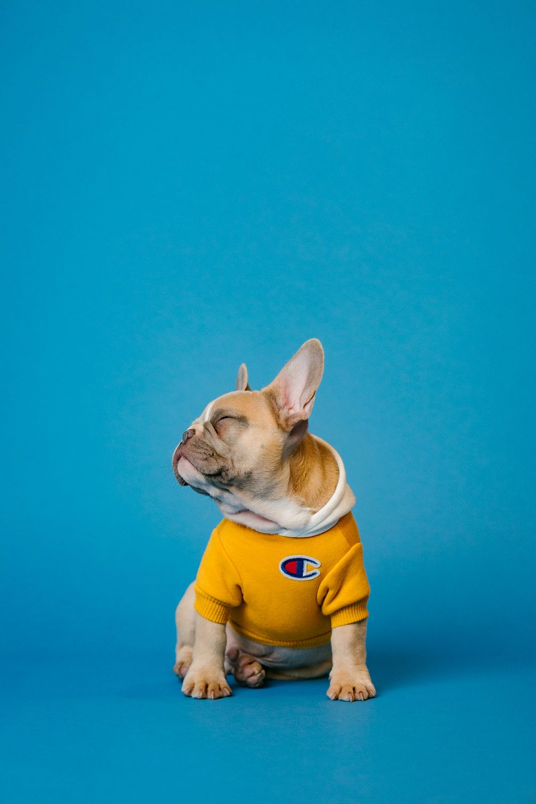 French bulldog puppy in a yellow hoodie on a blue background