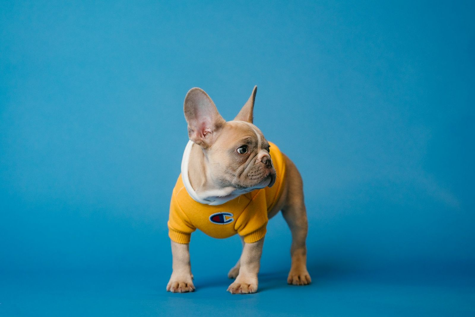 French bulldog in a yellow hoodie looking sideways on a blue background