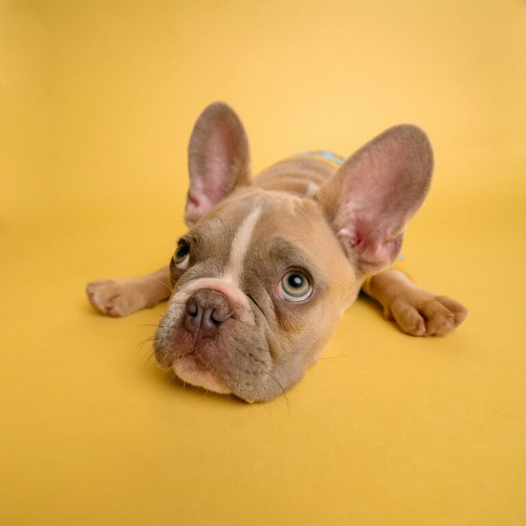 French bulldog puppy lying on a yellow blanket