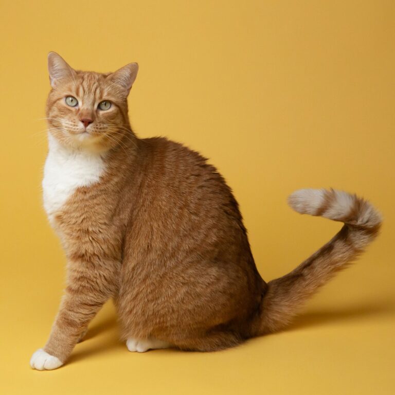 Ginger and white cat sitting on a yellow background