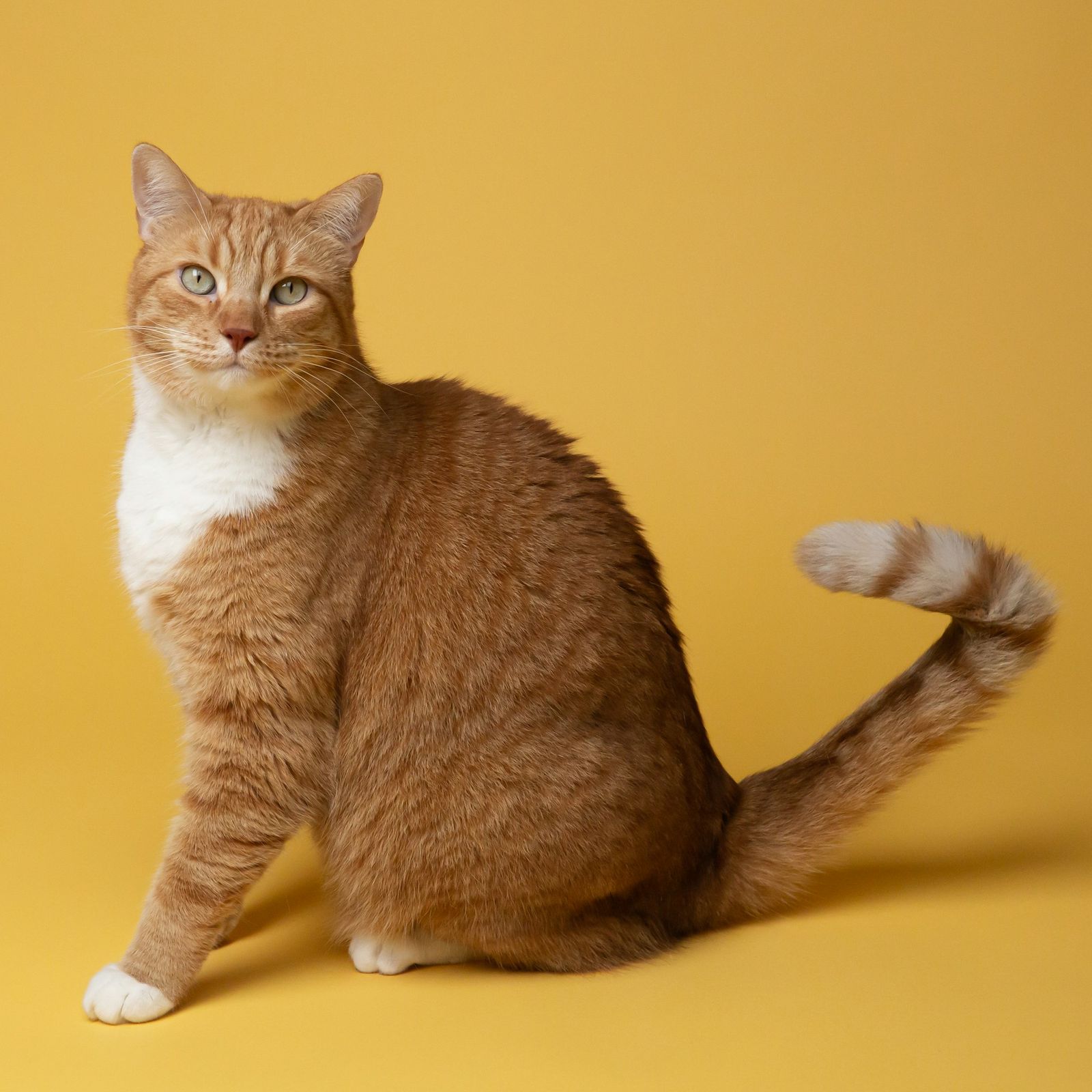Ginger and white cat sitting on a yellow background