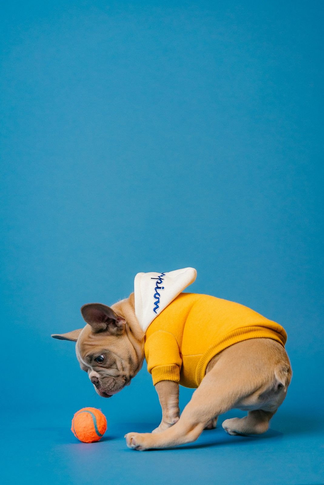 Puppy with a ball on a blue background