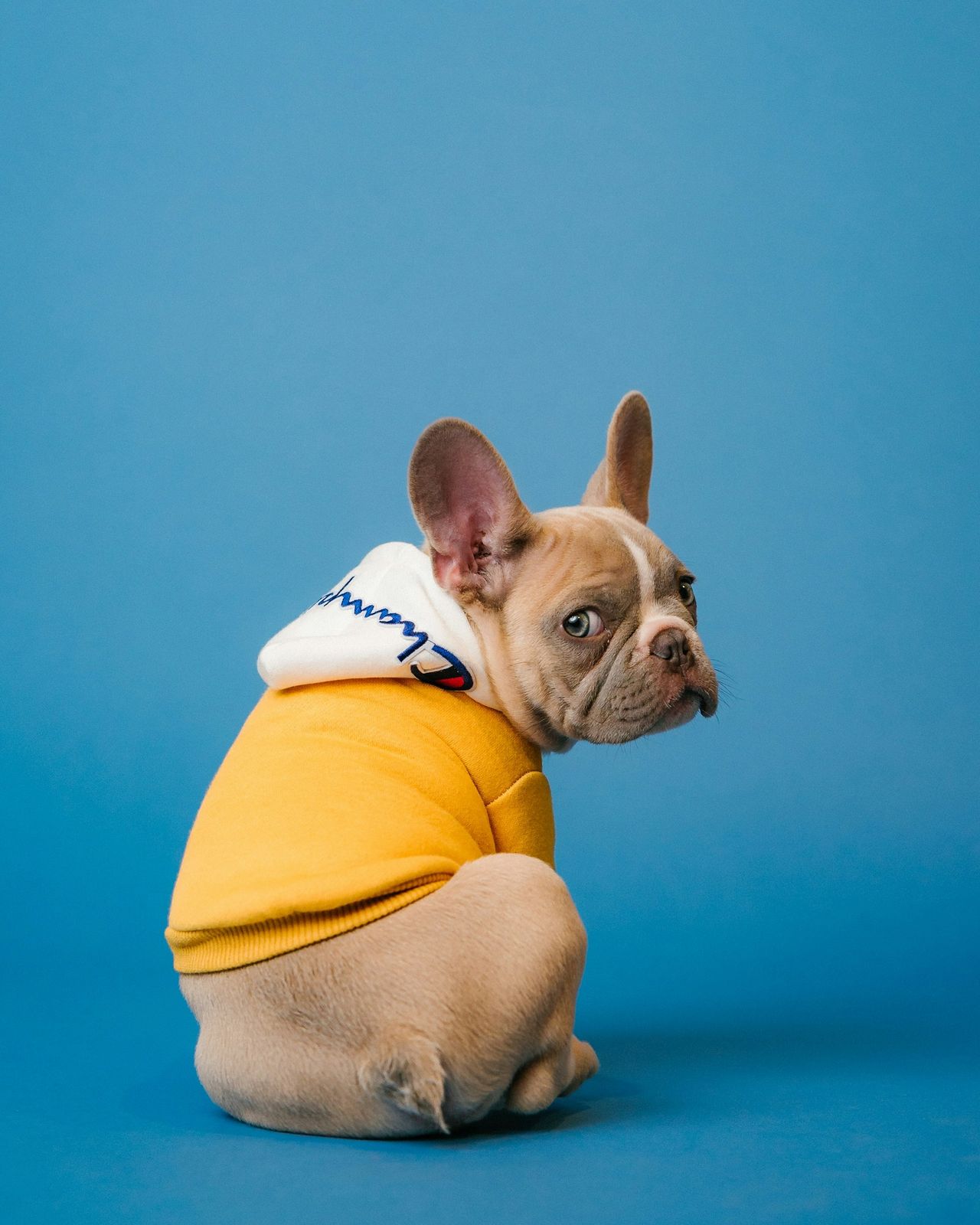 French bulldog in an orange hoodie looking back over its shoulder