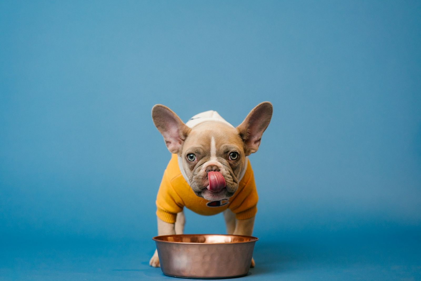 French bulldog licking its lips over a steel food bowl on a blue background