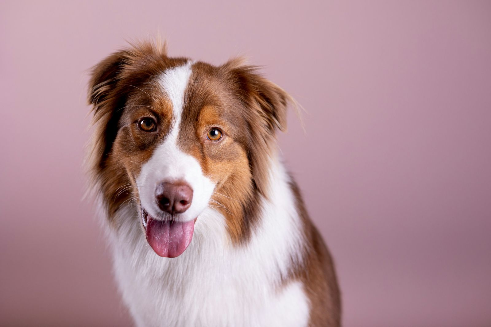 Brown and white Australian shepherd with its tongue out on a pink background