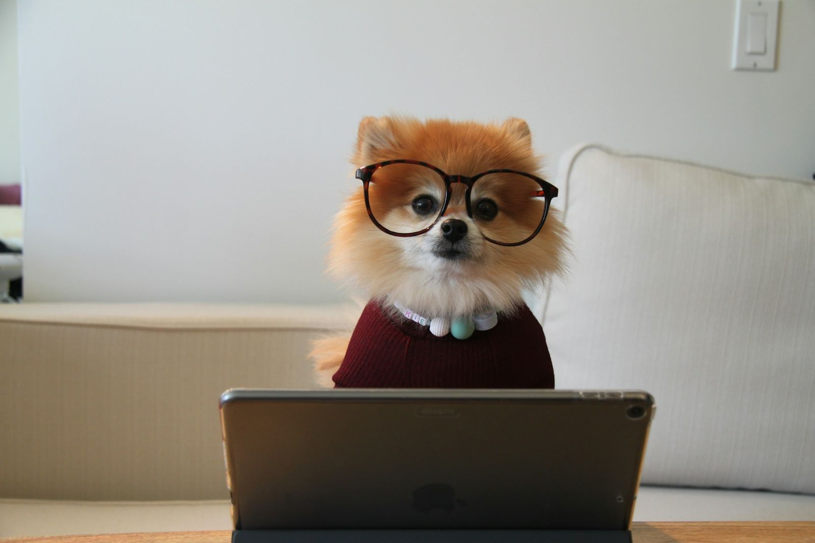 Pomeranian wearing glasses, reading at a tablet