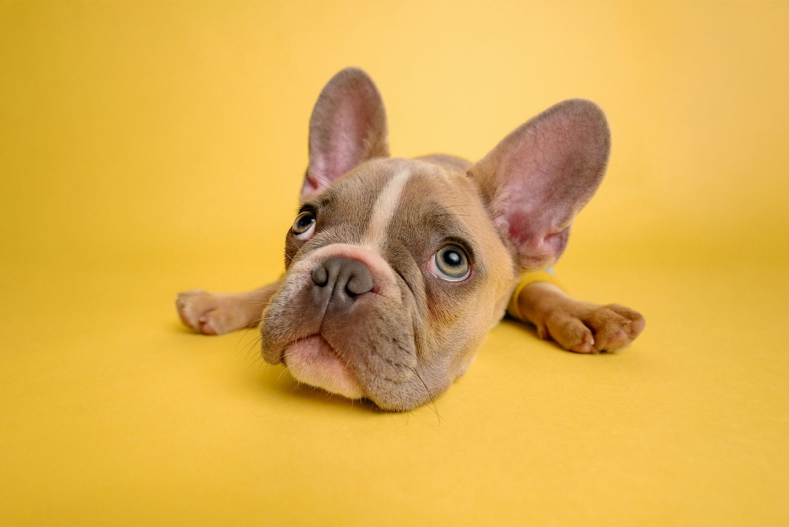 French bulldog posing against a yellow background