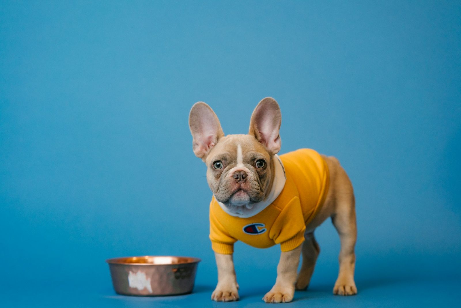 French bulldog in a yellow top standing next to its food bowl on a blue background