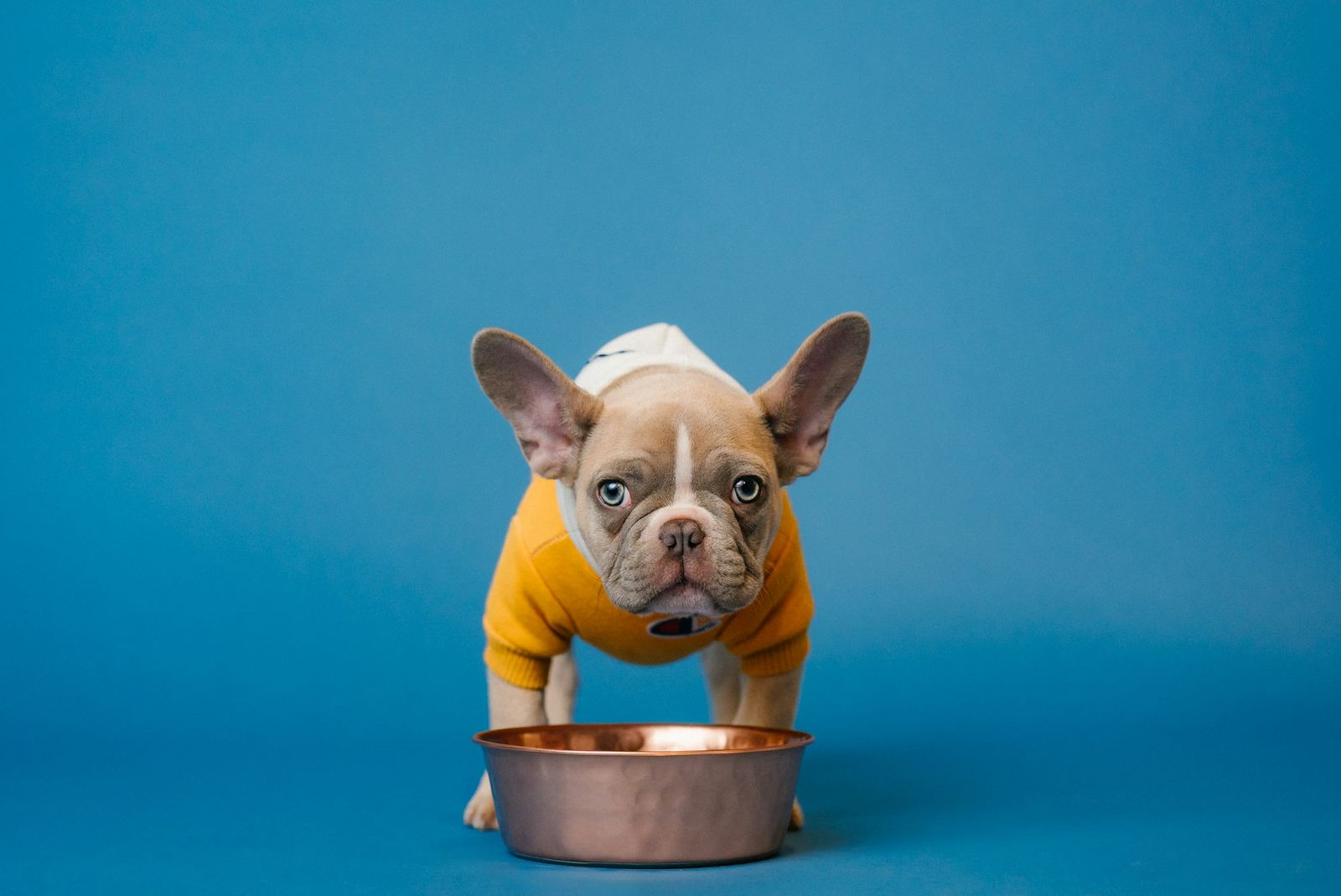 French bulldog puppy in a yellow jumper standing behind a copper food bowl on a blue background