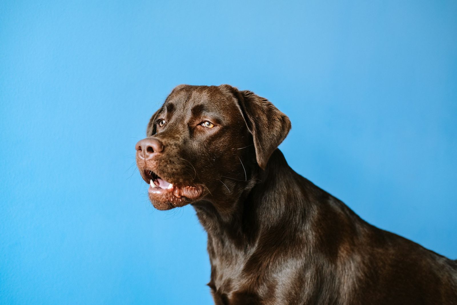 Chocolate Labrador looking to the side on a light blue background