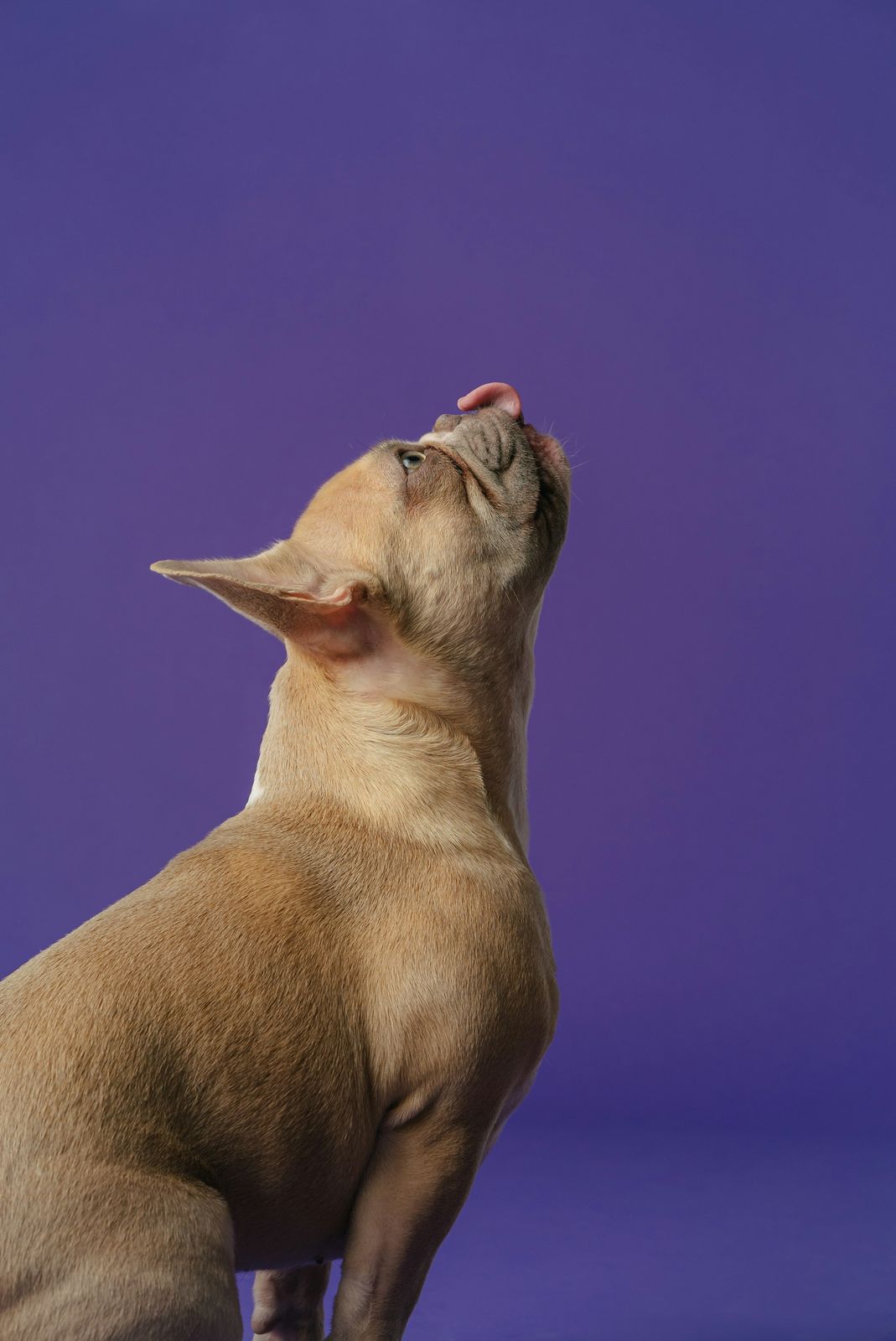 French bulldog looking up and licking its nose on a purple background