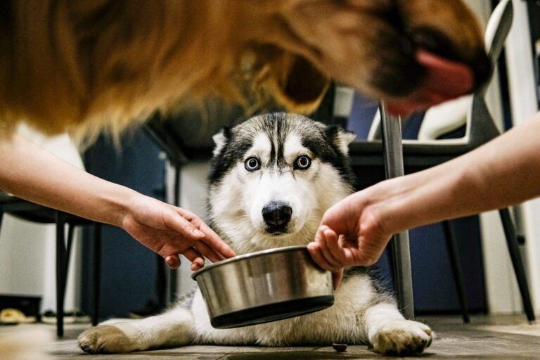 Owner putting a bowl of food down for a husky