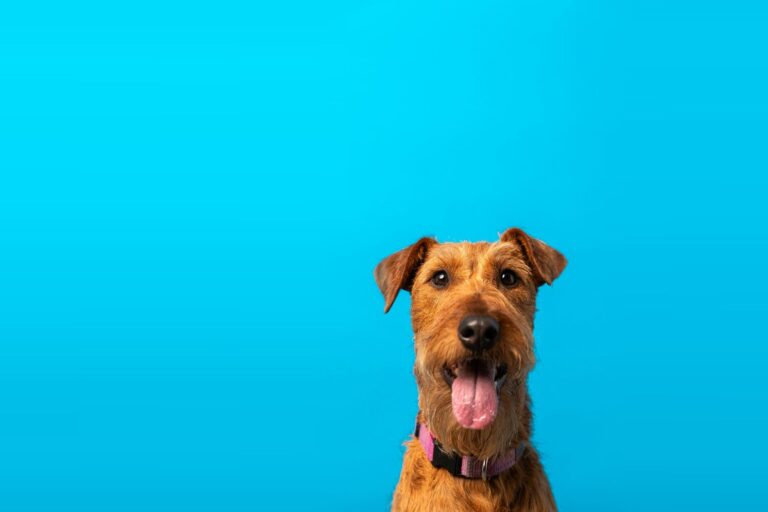 Irish terrier with its tongue out on a blue background