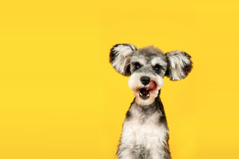 Schnauzer with its tongue out on a yellow background