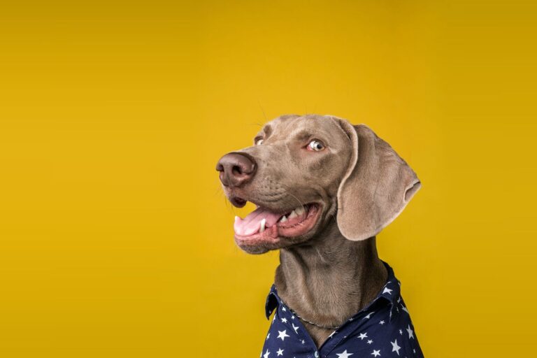 Weimaraner in a star-print shirt on a yellow background