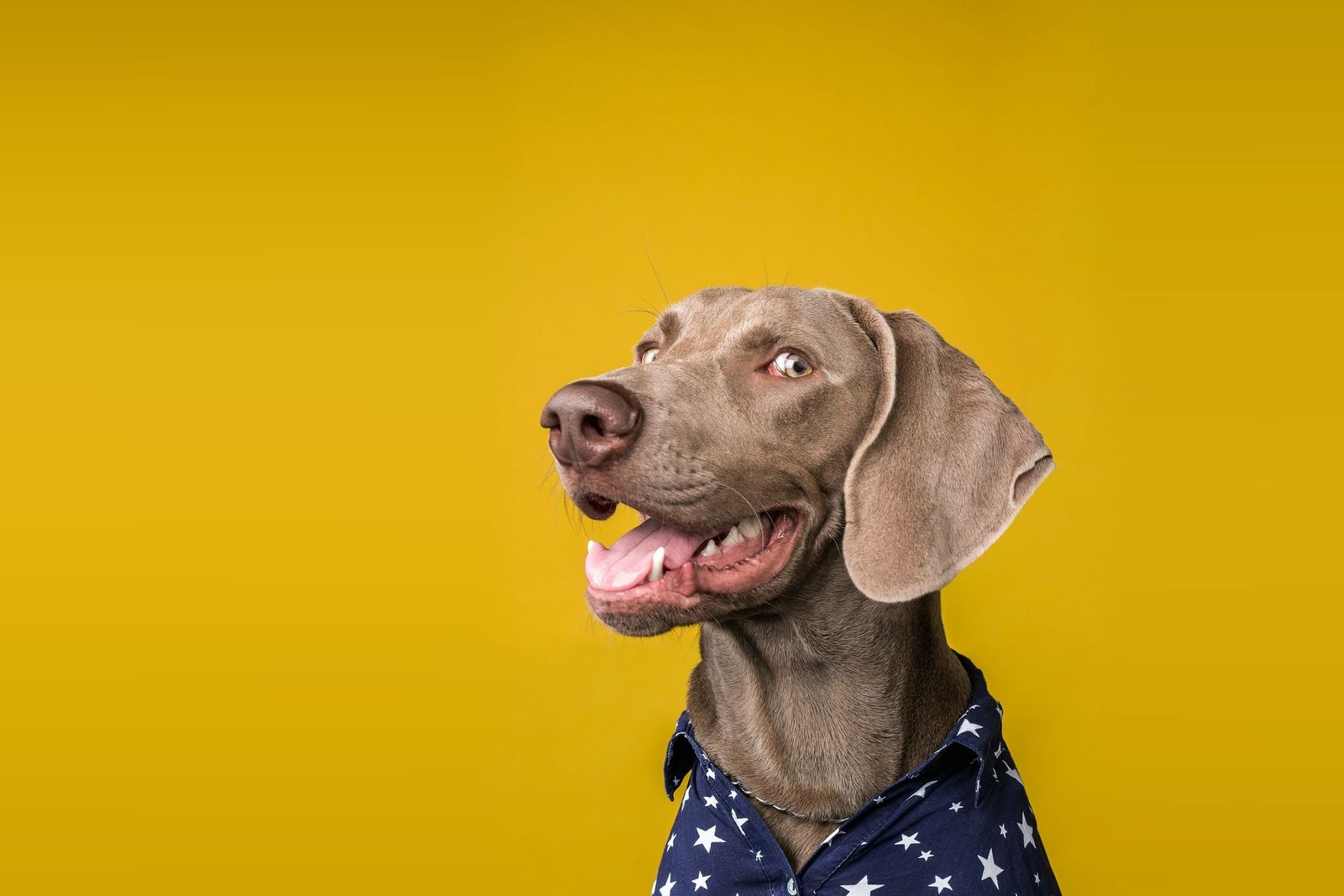 Weimaraner in a star-print shirt on a yellow background