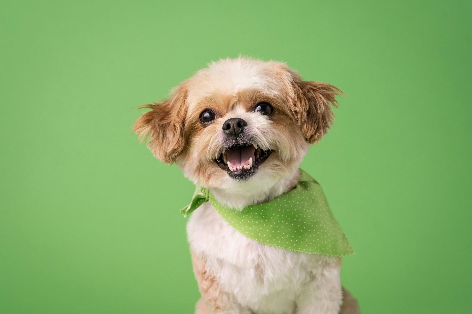 Small fluffy dog in a green bandana on a green background