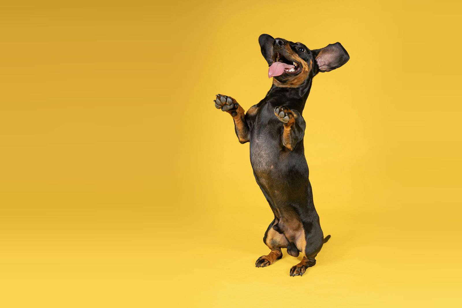 Dachshund standing on its back legs on a yellow background