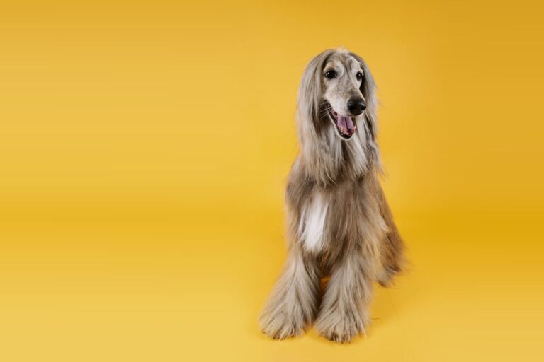 Afghan hound sitting on a yellow background