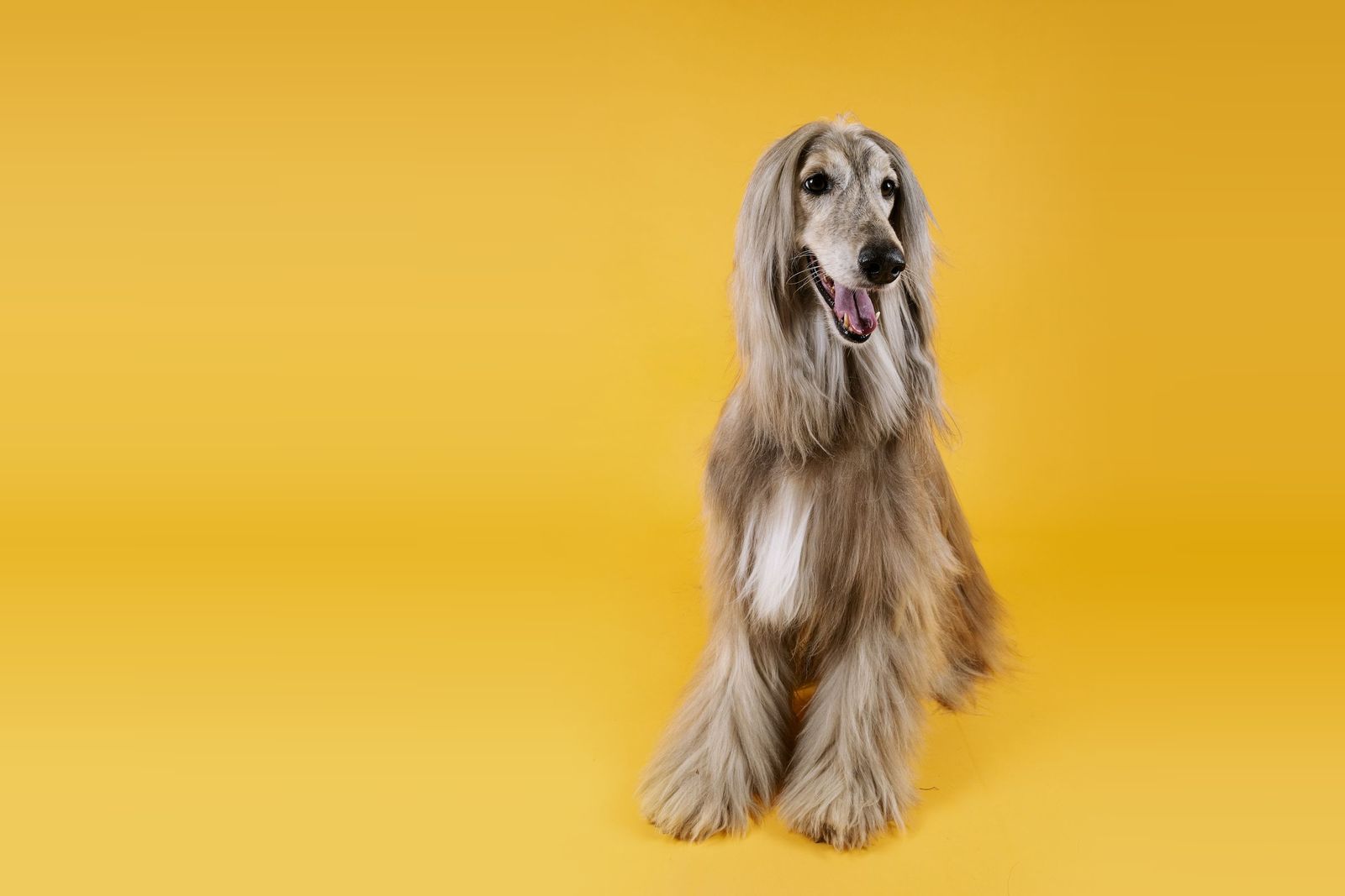 Afghan hound sitting on a yellow background
