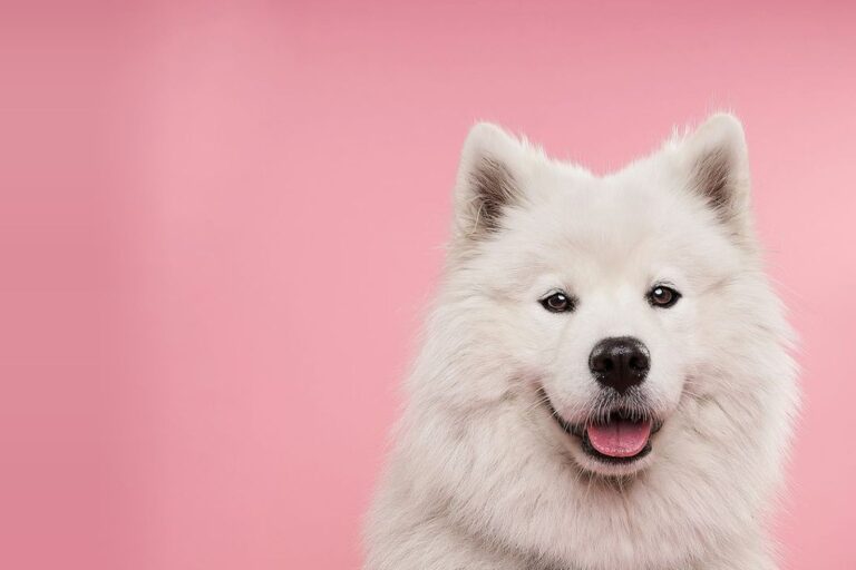 White Samoyed smiling against a pink background