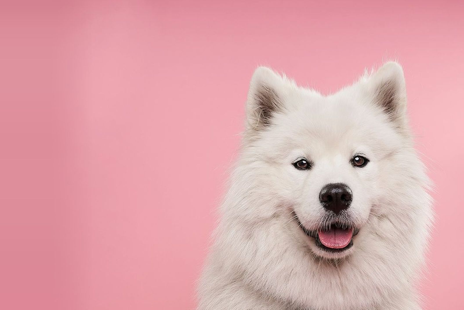 White Samoyed smiling against a pink background