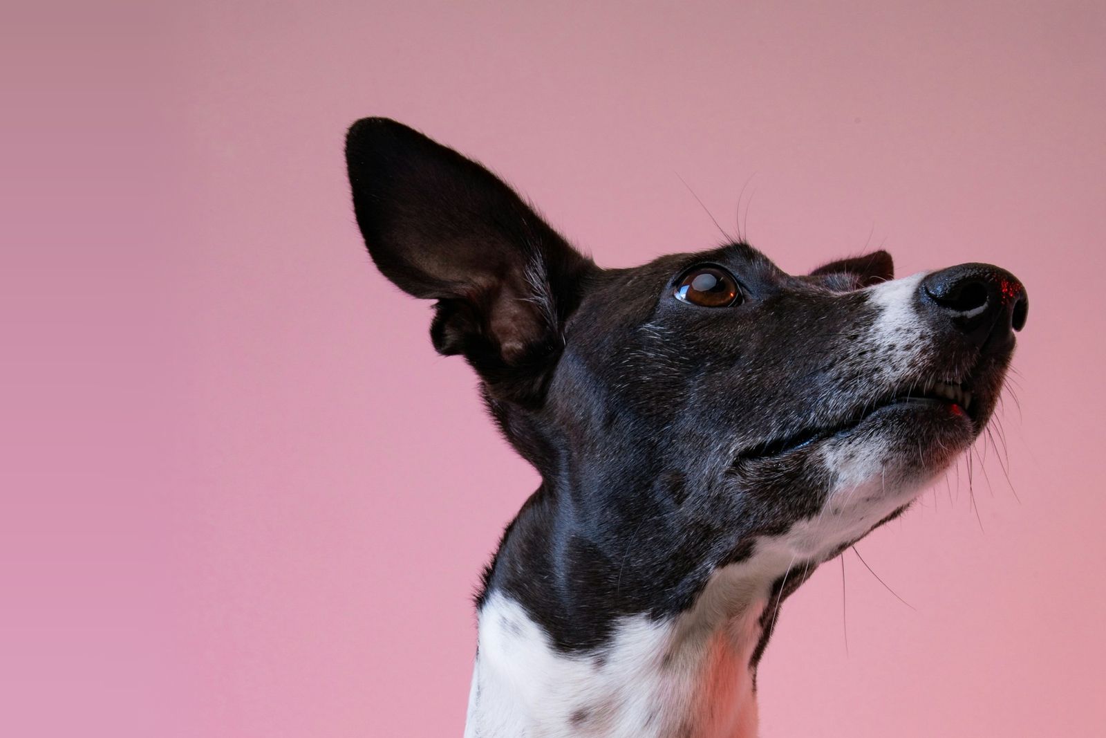 Black and white whippet looking up against a pink background