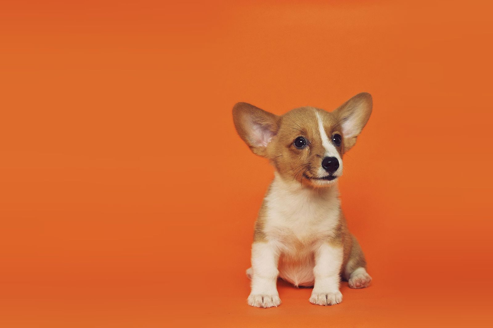 Corgi puppy sitting on an orange background