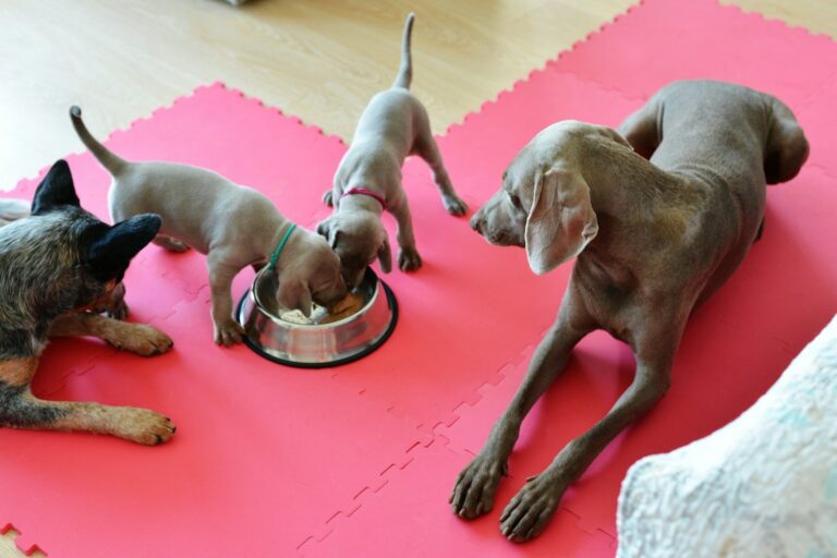 Two Weimaraner puppies eating from a metal bowl, watched by an adult Weimaraner